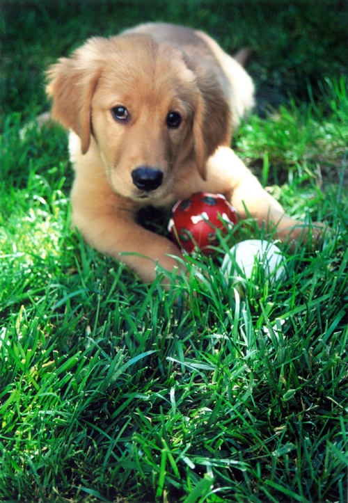 20091120125303-puppy.jpg
